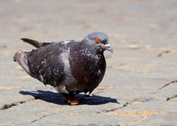 Investigadores U. de Chile evidencian los cambios en la ciudad reflejados en la fisonomía de las palomas