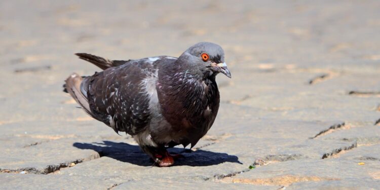Investigadores U. de Chile evidencian los cambios en la ciudad reflejados en la fisonomía de las palomas