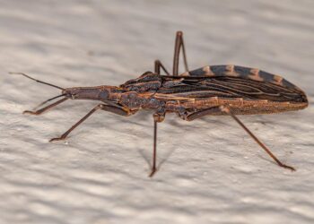 El Mal de Chagas se transmite al ser humano mediante las heces infectadas de insectos hematófagos conocidos como “vinchucas”. Estas se encuentran presentes en el norte y centro de Chile, pero podrían extender su presencia hacia el sur debido al cambio climático.