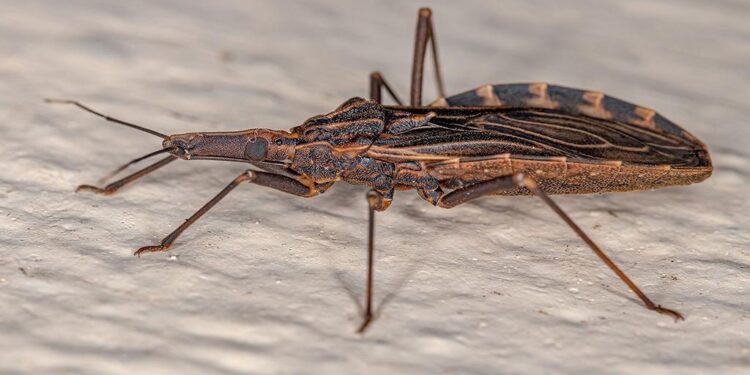 El Mal de Chagas se transmite al ser humano mediante las heces infectadas de insectos hematófagos conocidos como “vinchucas”. Estas se encuentran presentes en el norte y centro de Chile, pero podrían extender su presencia hacia el sur debido al cambio climático.