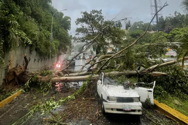 Caracas: Taxista falleció aplastado por un árbol en Baruta