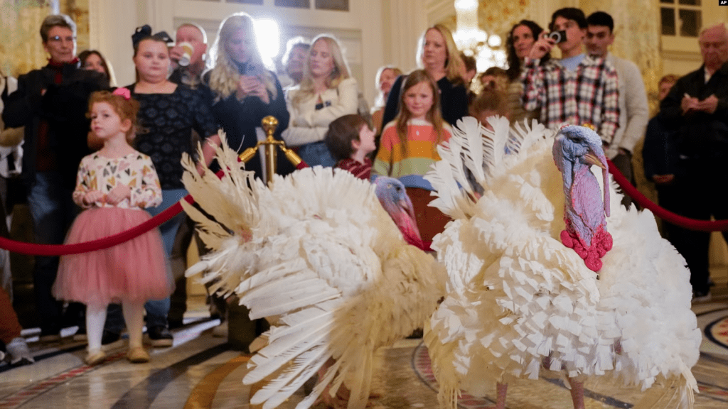 Dos pavos, llamados Liberty y Bell, que recibirán un perdón presidencial en la Casa Blanca antes del Día de Acción de Gracias, asisten a su conferencia de prensa, el domingo 19 de noviembre de 2023, en el Hotel Willard InterContinental en Washington. (Foto AP/Jacquelyn Martin)†