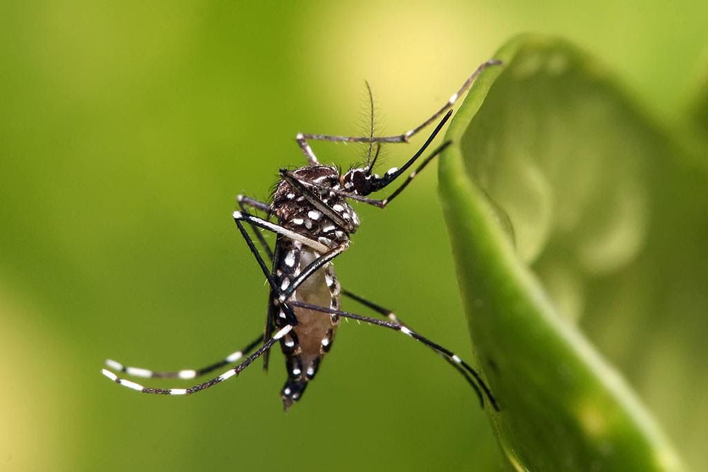 expertos aconsejan a los viajeros tomar medidas preventivas para evitar la picadura del mosquito Aedes aegypti